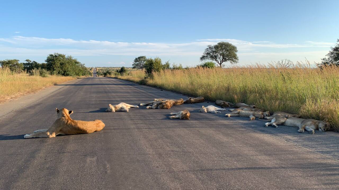 Afrique du Sud : des lions profitent de l'absence des touristes pour faire la sieste sur la route