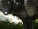 Un loup gris "très probablement" photographié dans le nord de la France