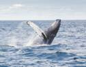 Les grands animaux marins comme les baleines et les requins pourraient disparaître d'ici 100 ans