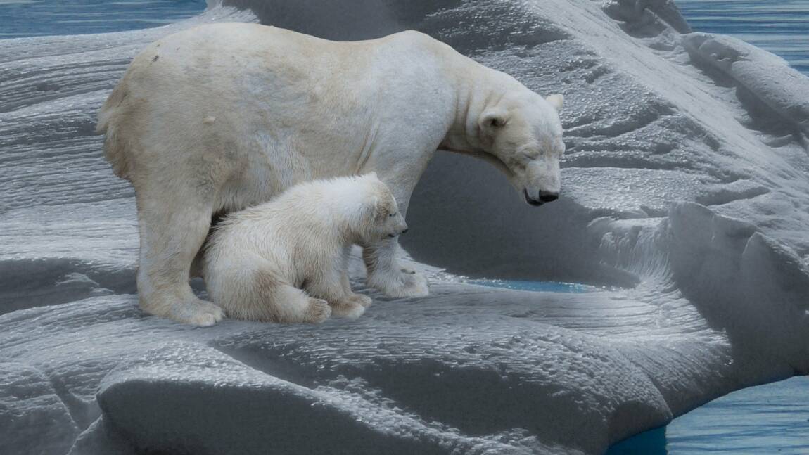 Le pôle Nord pourrait bientôt être dépourvu de glace en été