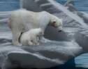 Le pôle Nord pourrait bientôt être dépourvu de glace en été