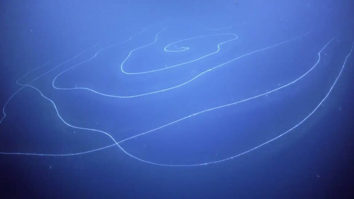 L'animal le plus long du monde observé dans les eaux australiennes