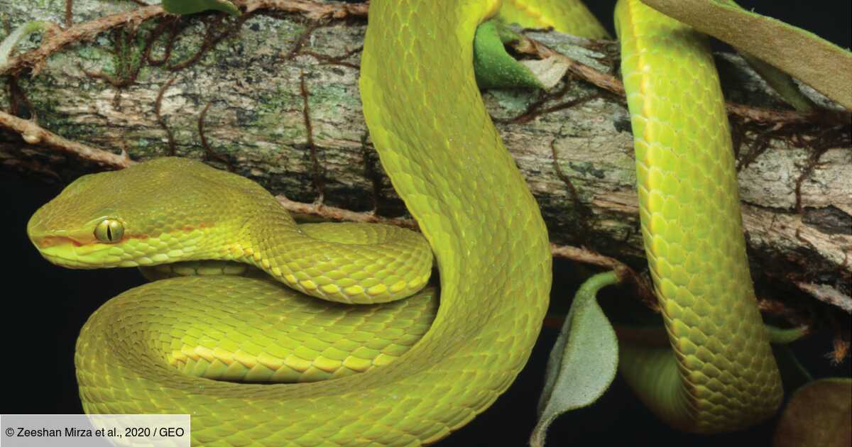 En Inde Une Nouvelle Espece De Serpent Nommee D Apres Un Personnage De Harry Potter Geo Fr