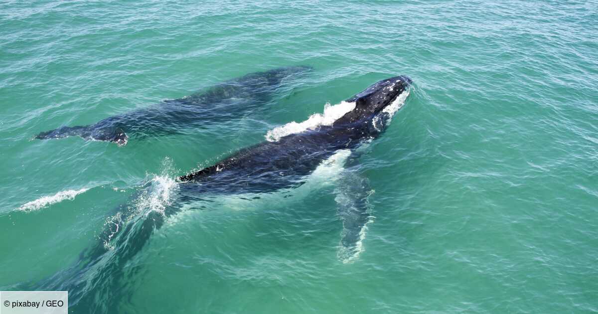 Des Scientifiques Capturent De Rares Images D Une Baleine Allaitant Son Bebe Geo Fr