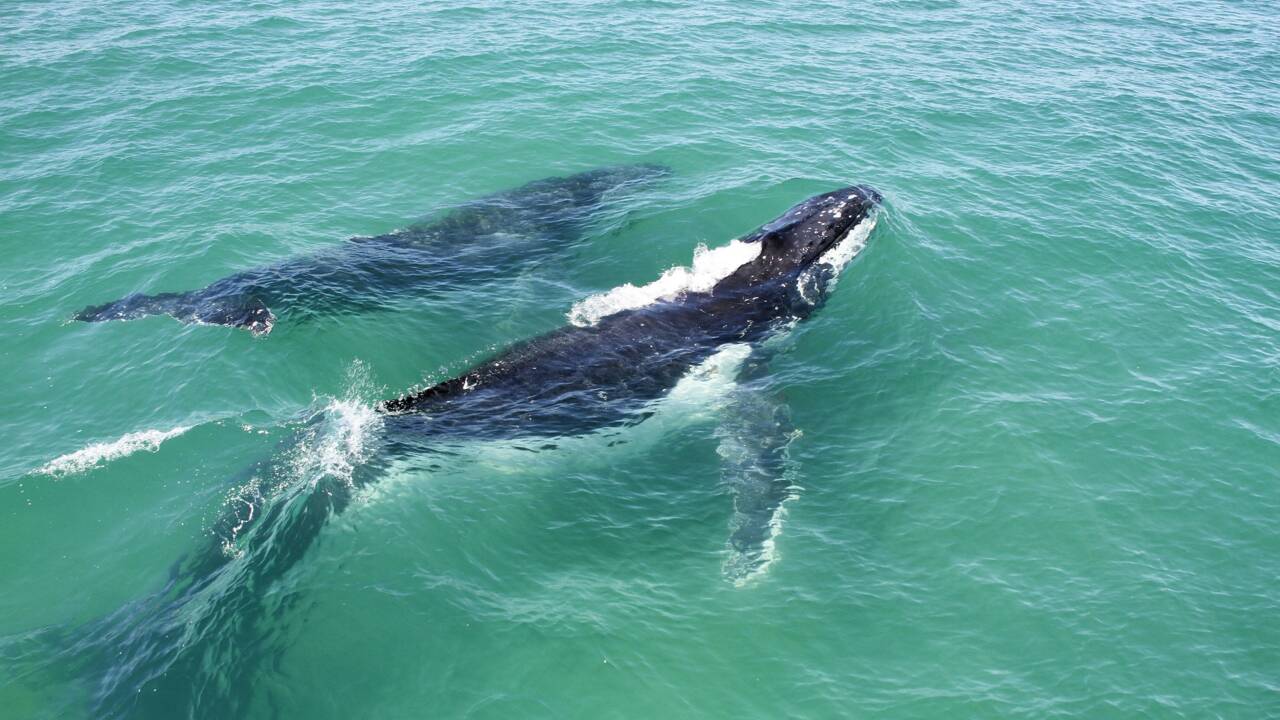 Des scientifiques capturent de rares images d'une baleine allaitant son bébé