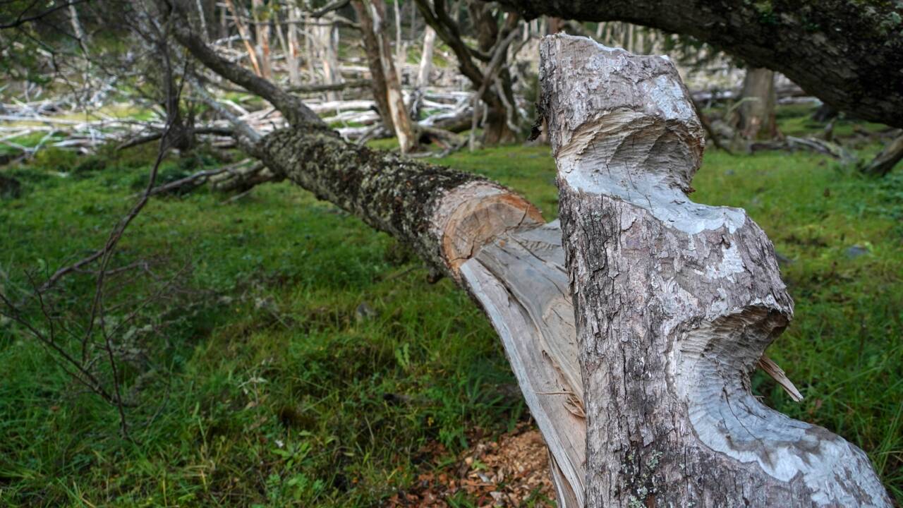 Au Chili, la traque du castor, la plaie qui met en péril les forêts de Patagonie