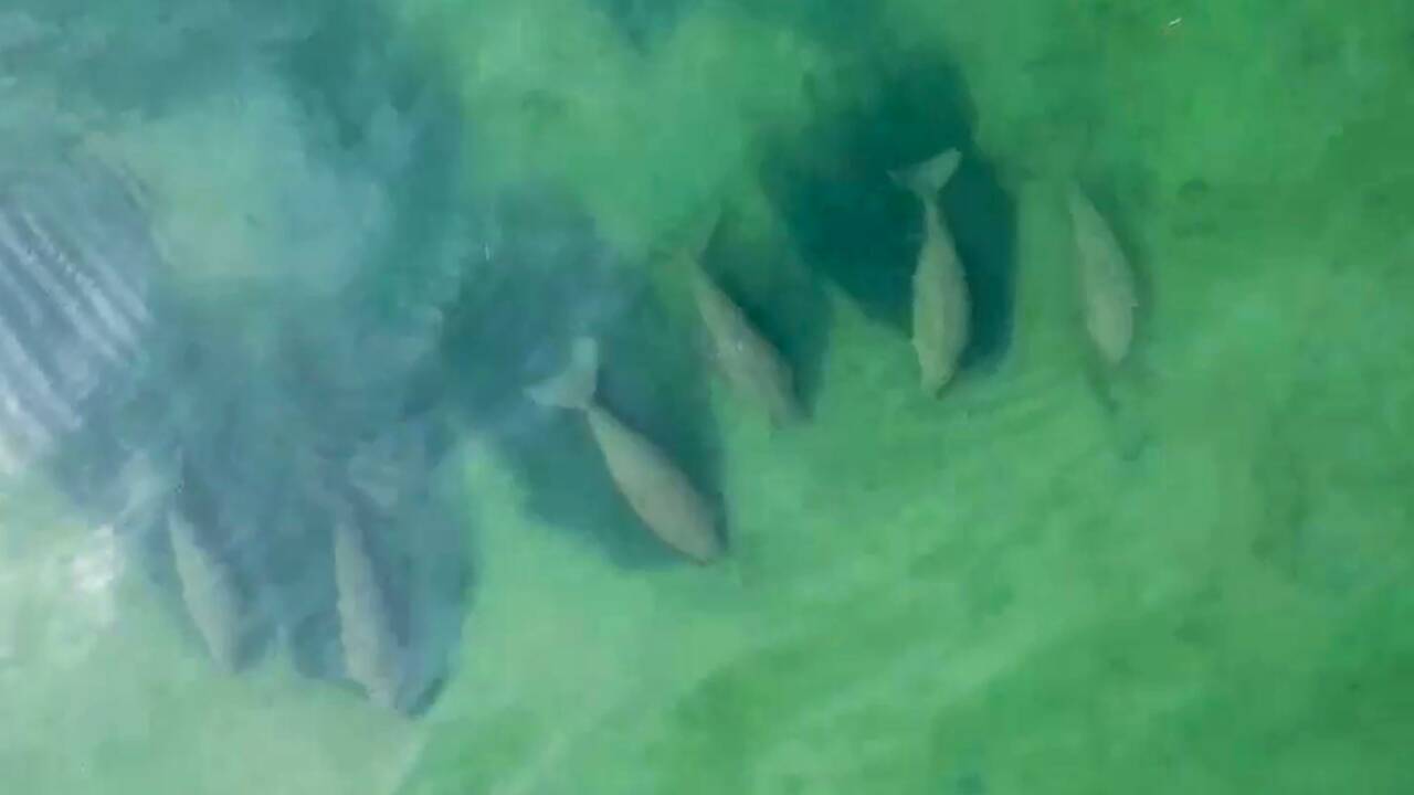 Un banc de dugongs aperçu au large d'une île thaïlandaise