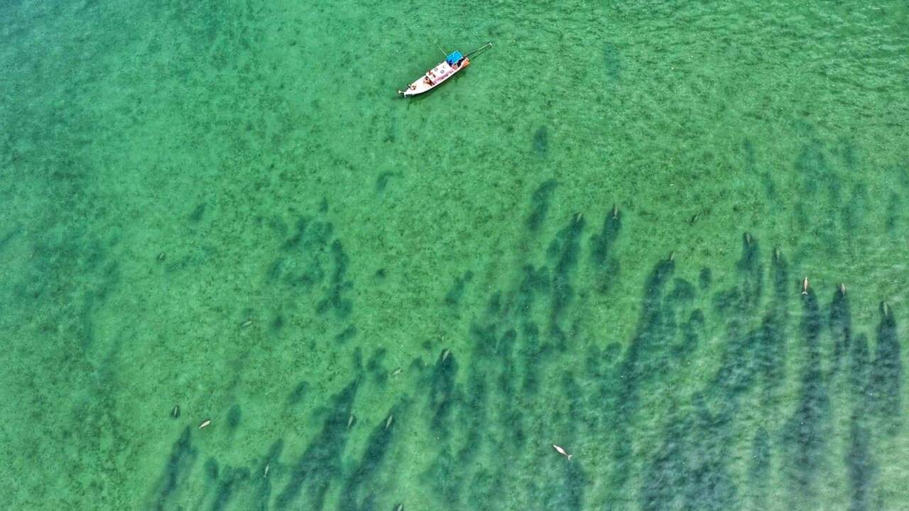 Un banc de dugongs aperçu au large d'une île thaïlandaise