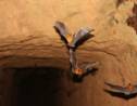 Quatre nouvelles espèces de chauves-souris découvertes en Afrique