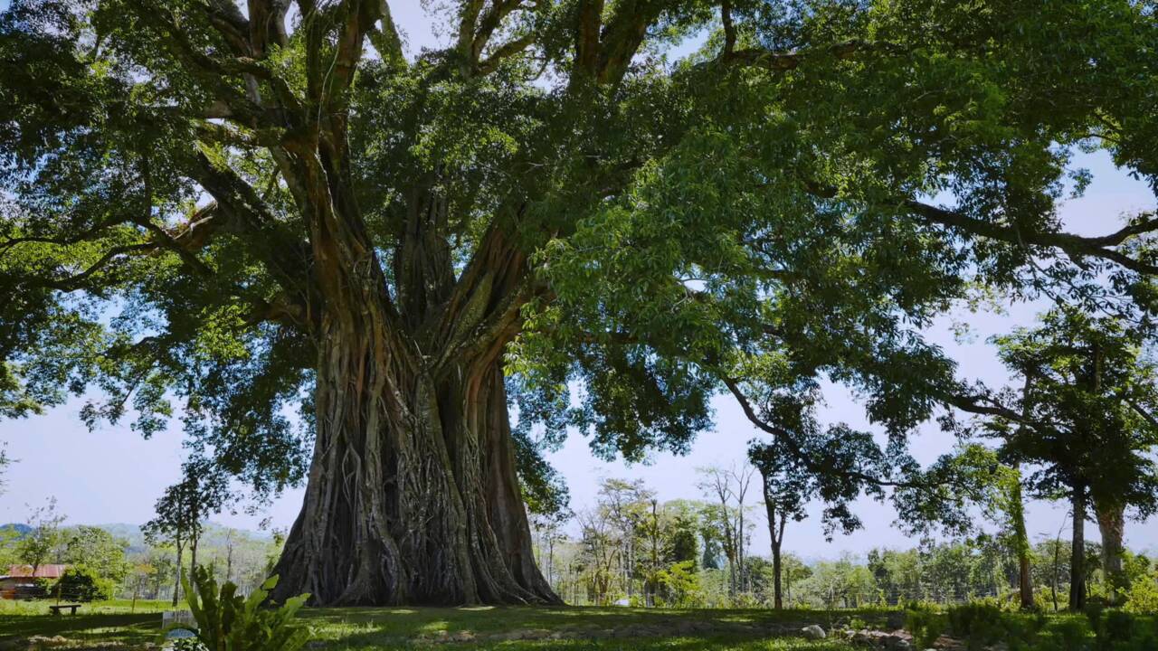 Le génie des arbres : les dernières découvertes sur l'intelligence végétale décryptées dans un documentaire