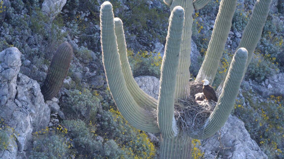 En Arizona, des pygargues ont construit leur nid entre les bras d'un cactus géant