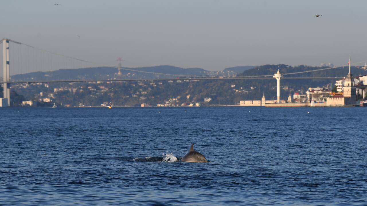 A Istanbul, les dauphins profitent du Bosphore, anormalement calme grâce au confinement