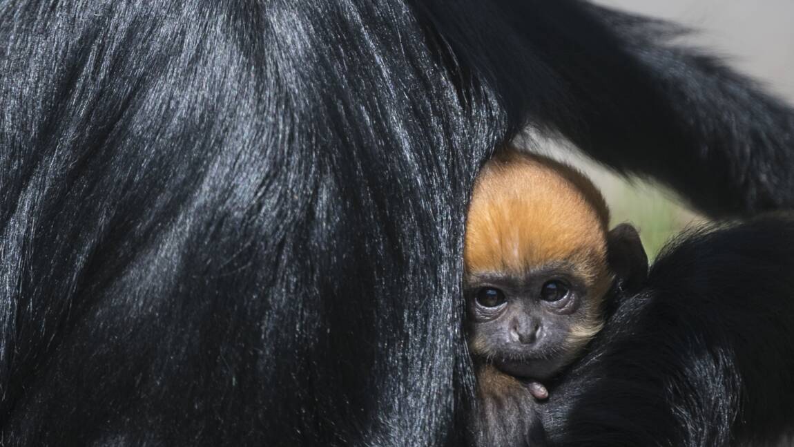 Naissance Exceptionnelle D Un Petit Singe Langur De Francois Au Zoo De Besancon Geo Fr