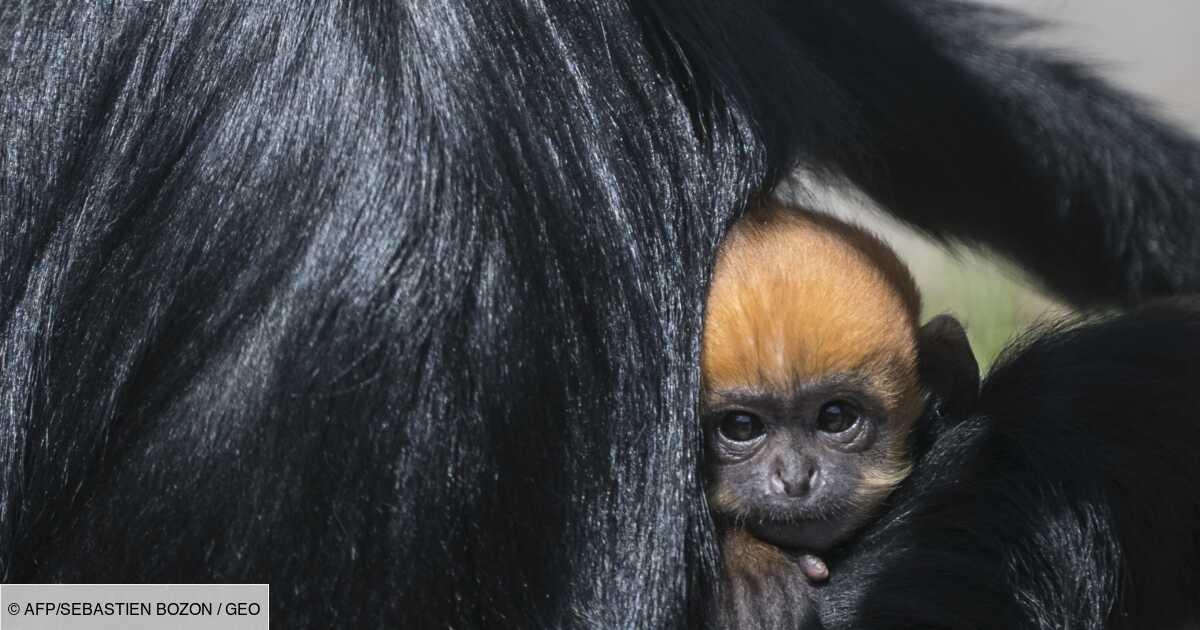 Naissance Exceptionnelle D Un Petit Singe Langur De Francois Au Zoo De Besancon Geo Fr Naissance Exceptionnelle D Un Petit Singe Langur De Francois Au Zoo De Besancon Geo Fr