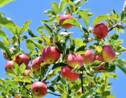 Dix sortes de pommes que l'on croyait éteintes redécouvertes aux Etats-Unis