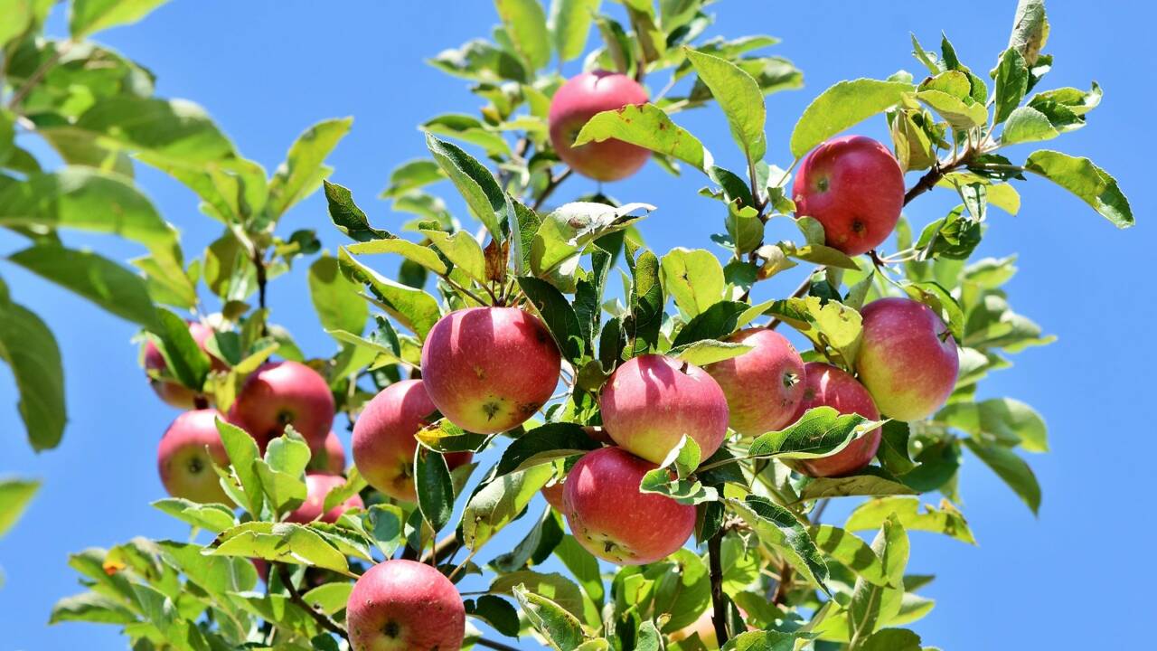 Dix sortes de pommes que l'on croyait éteintes redécouvertes aux Etats-Unis
