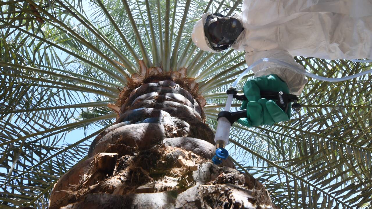 Aux Emirats, la bataille contre l'insecte tueur de palmiers-dattiers