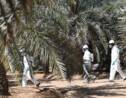 Aux Emirats, la bataille contre l'insecte tueur de palmiers-dattiers