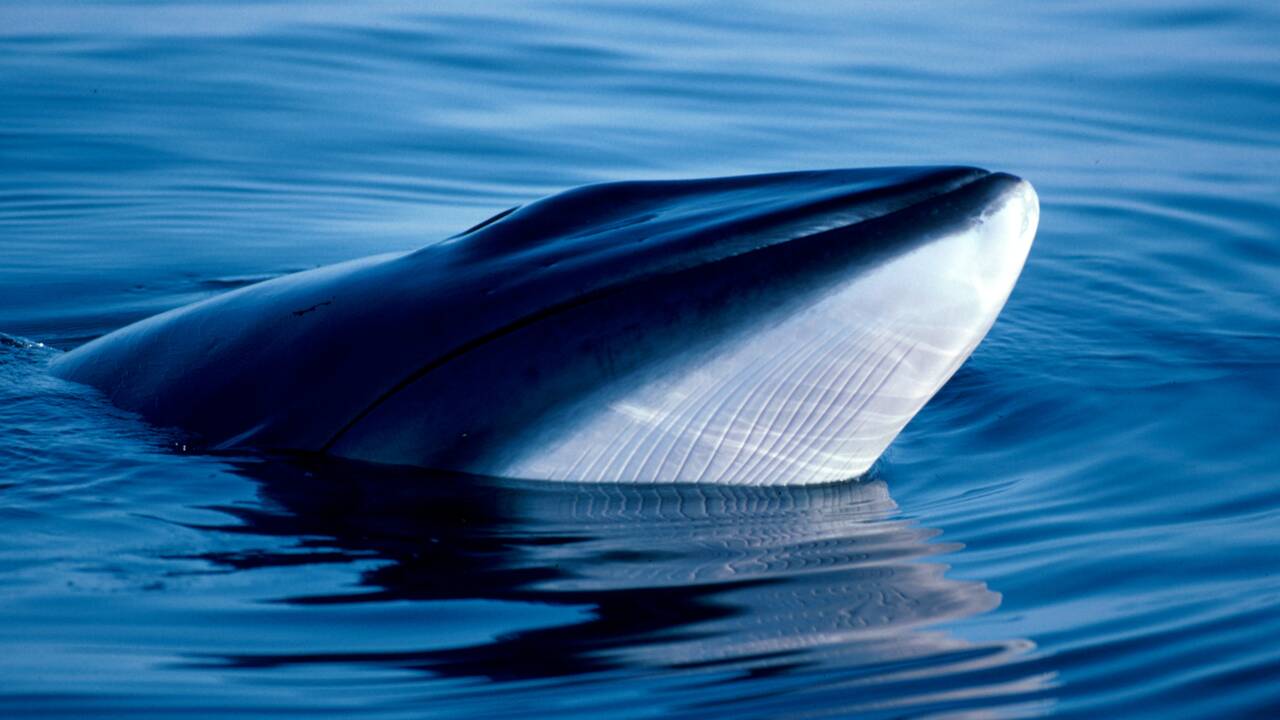 La chasse à la baleine en Islande annulée pour le deuxième été consécutif