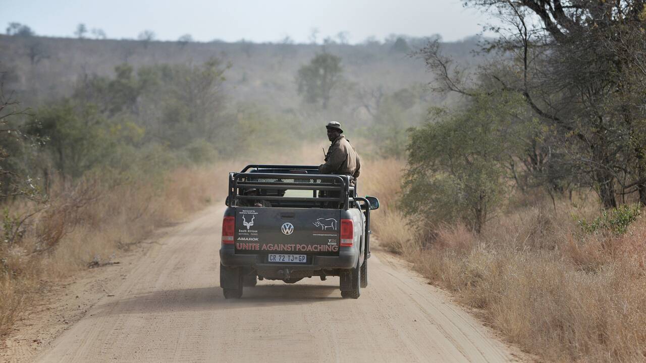 Confinement : en Afrique du Sud, le tourisme des safaris à la peine