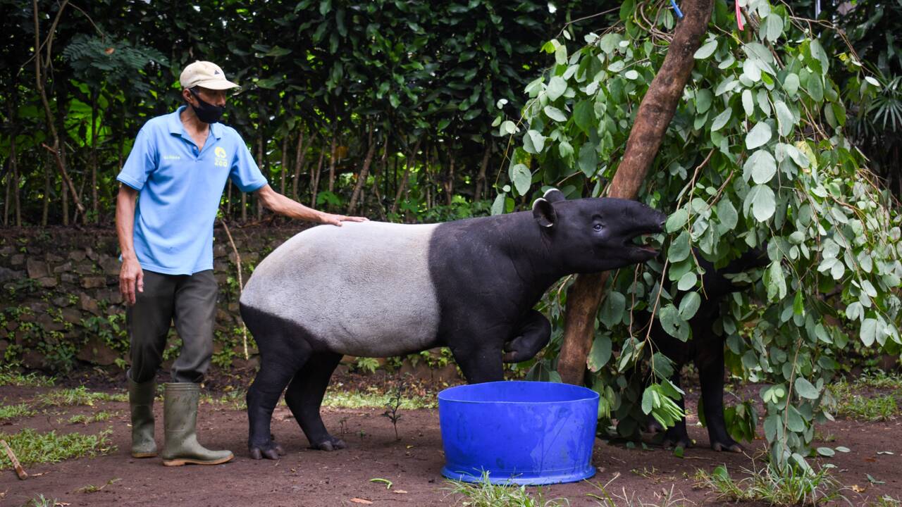 Coronavirus : les animaux des zoos d'Indonésie menacés de famine