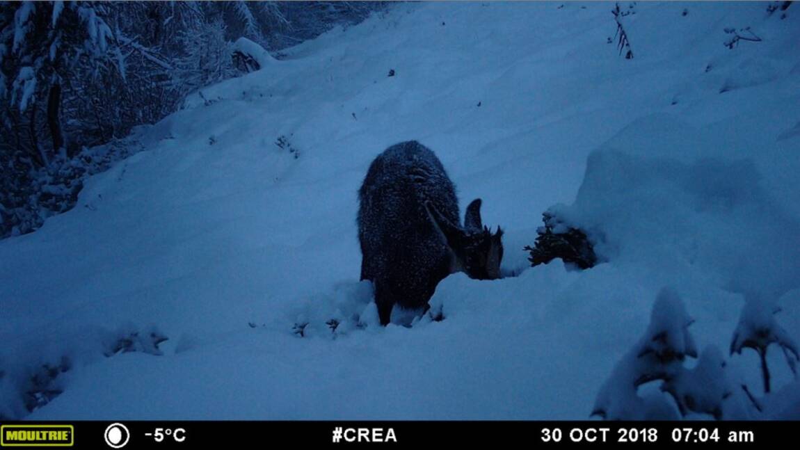 Sur ces images, aidez les scientifiques à identifier les animaux du Mont-Blanc