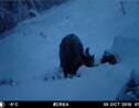 Sur ces images, aidez les scientifiques à identifier les animaux du Mont-Blanc
