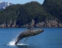 Les baleines profitent des océans en l'absence des bateaux