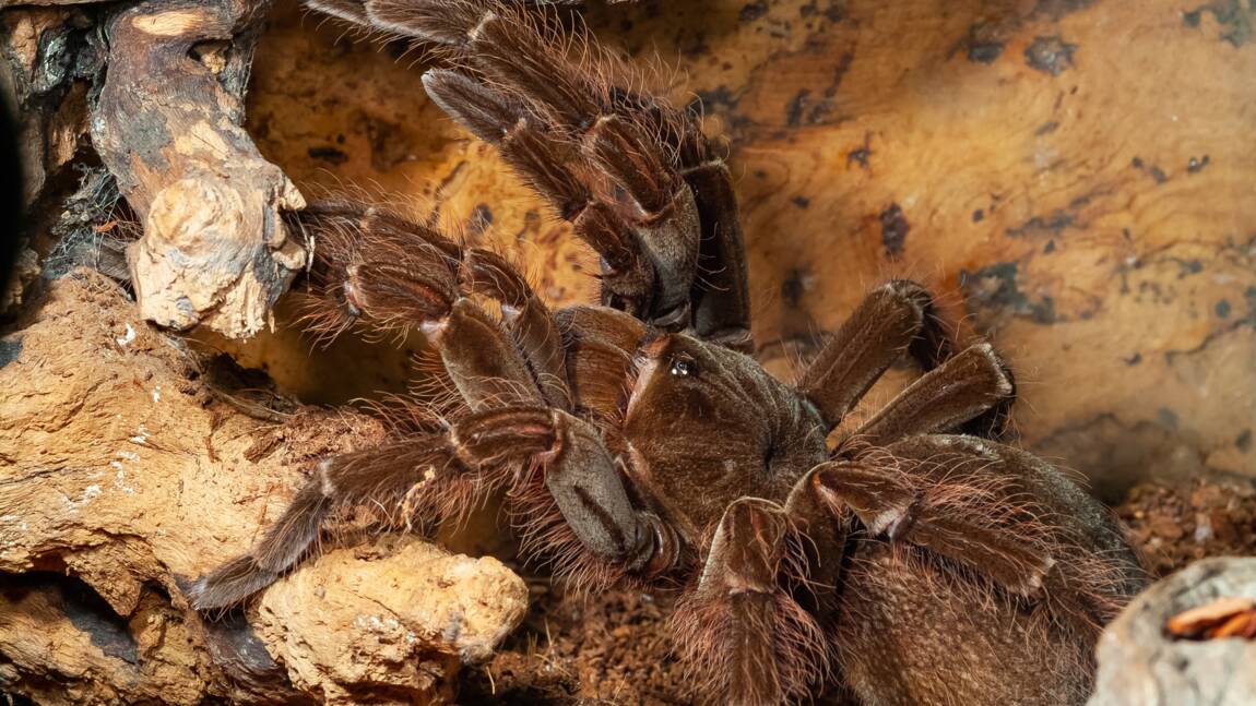 Un zoo néo-zélandais réussit à faire éclore des œufs de la plus grande araignée du monde
