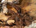 Un zoo néo-zélandais réussit à faire éclore des œufs de la plus grande araignée du monde