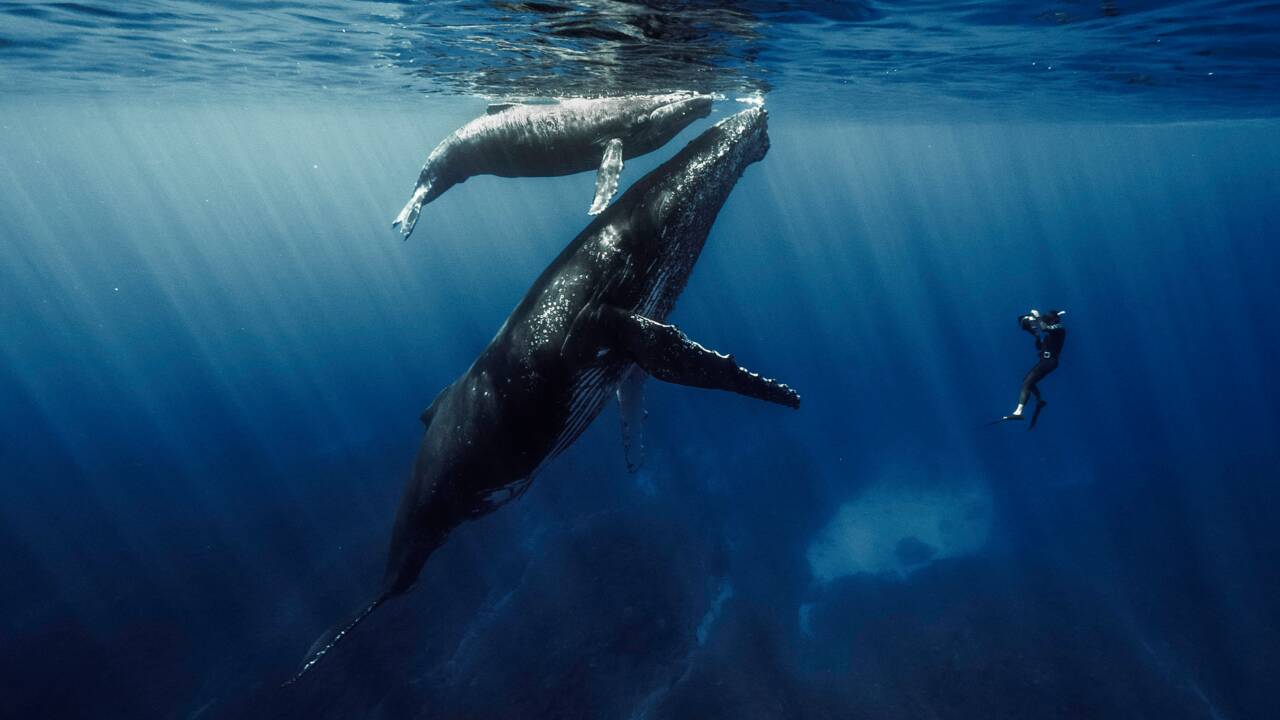"Quand baleines et tortues nous montrent le chemin", un documentaire envoûtant à découvrir sur Arte
