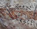 Un fossile révèle les restes d'une attaque de "calmar" vieille de 200 millions d'années