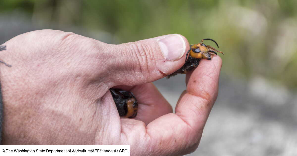 Un Frelon Asiatique Geant Repere Pour La Premiere Fois Aux Etats Unis Geo Fr
