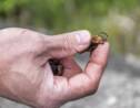 Un nid de frelons géants repéré pour la première fois aux Etats-Unis