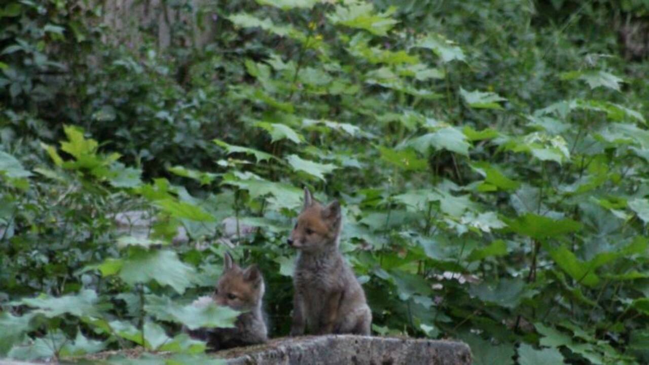 A Paris, la famille de renards de nouveau filmée dans le cimetière du Père-Lachaise