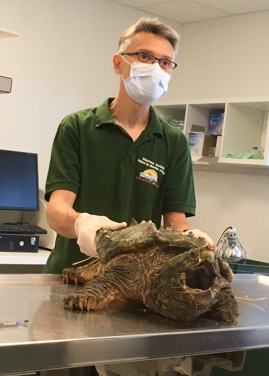 Découverte d'une dangereuse tortue-alligator dans les Alpes-Maritimes