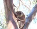 Des scientifiques découvrent que le koala boit grâce aux troncs d'arbres