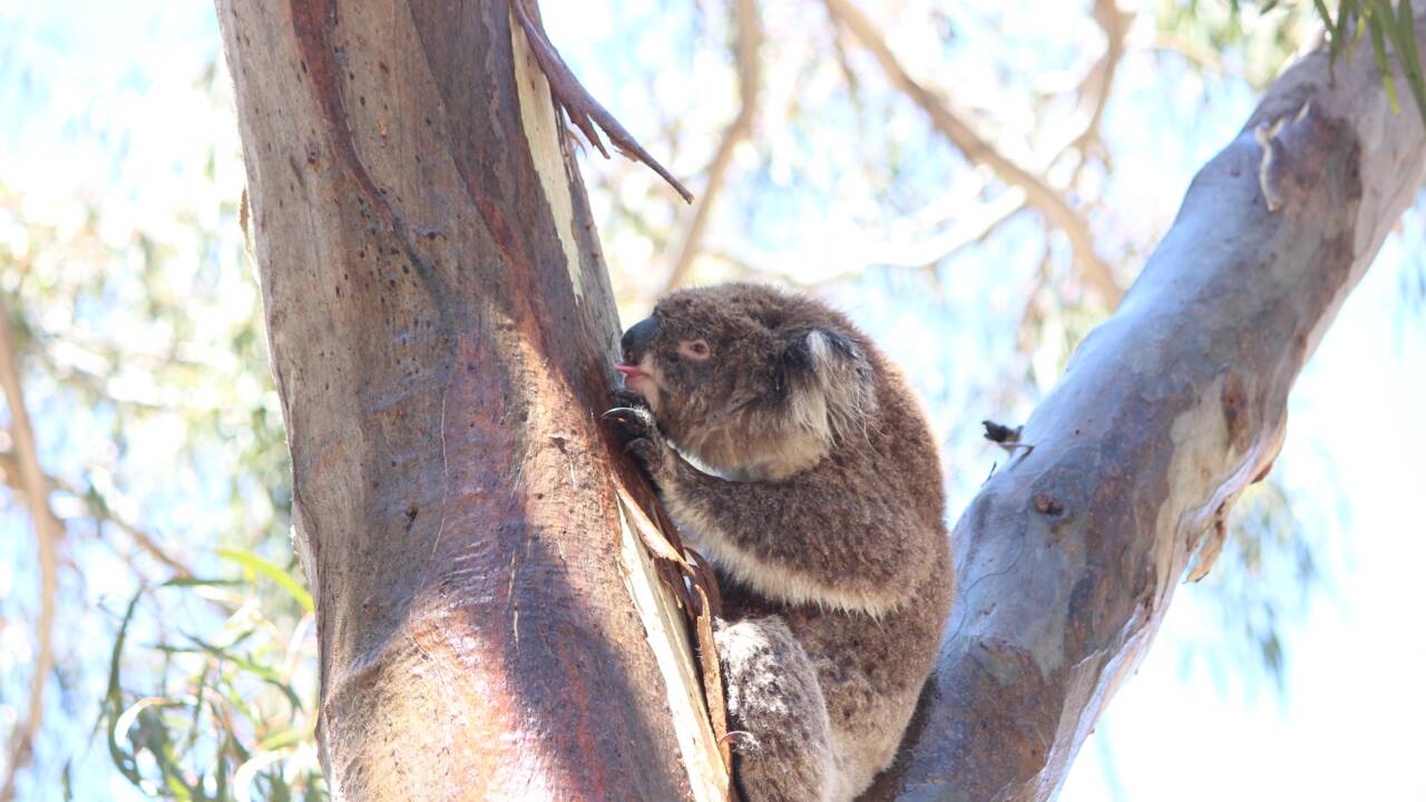 Des scientifiques découvrent que le koala boit grâce aux troncs d'arbres