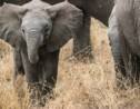 Eléphants sans défenses : comment l'homme a influencé l'évolution des pachydermes