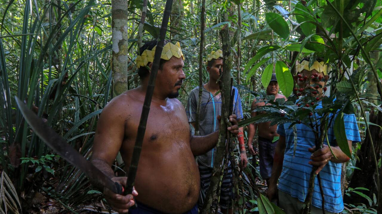 Brésil : chez des indigènes d'Amazonie, des plantes contre le coronavirus