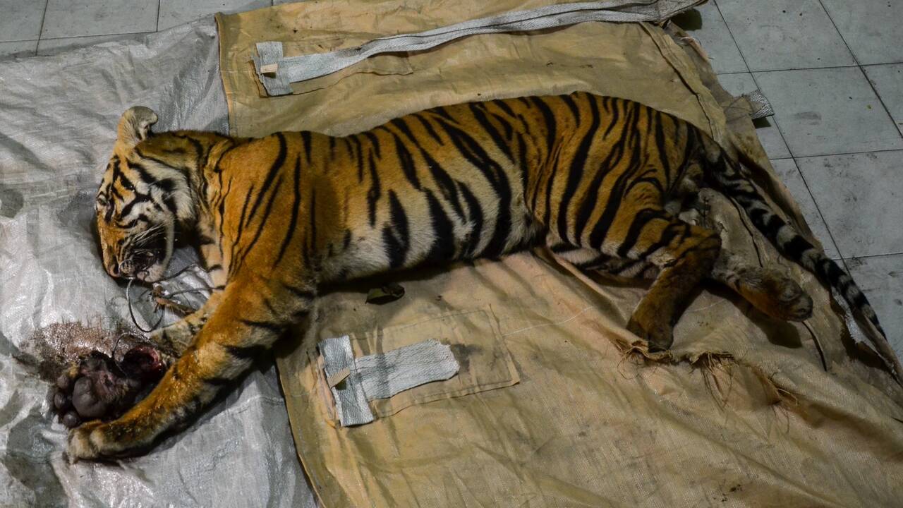 Indonésie: un tigre de Sumatra retrouvé mort, un cas de braconnage suspecté