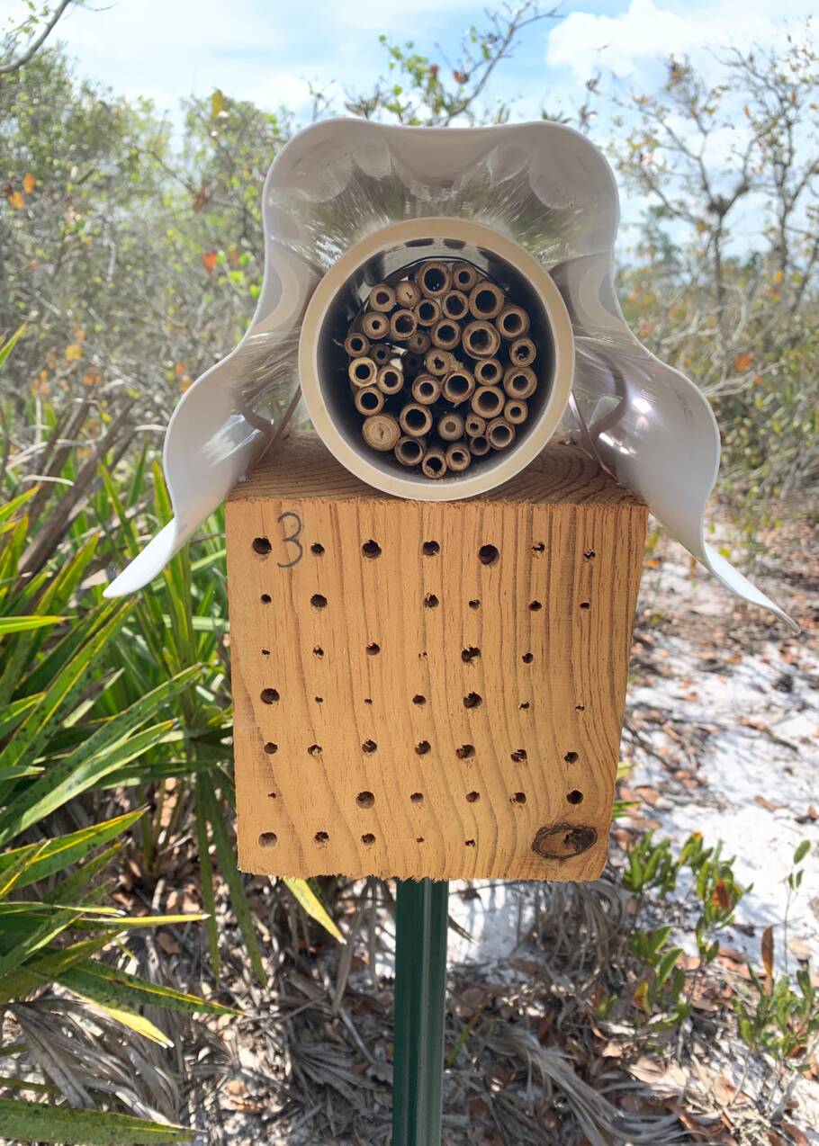 Un chercheur redécouvre une espèce rare d'abeille bleue en Floride