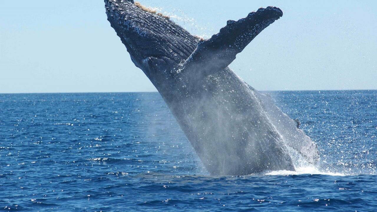 Les baleines à bosse montrent un rétablissement exceptionnel à travers le monde
