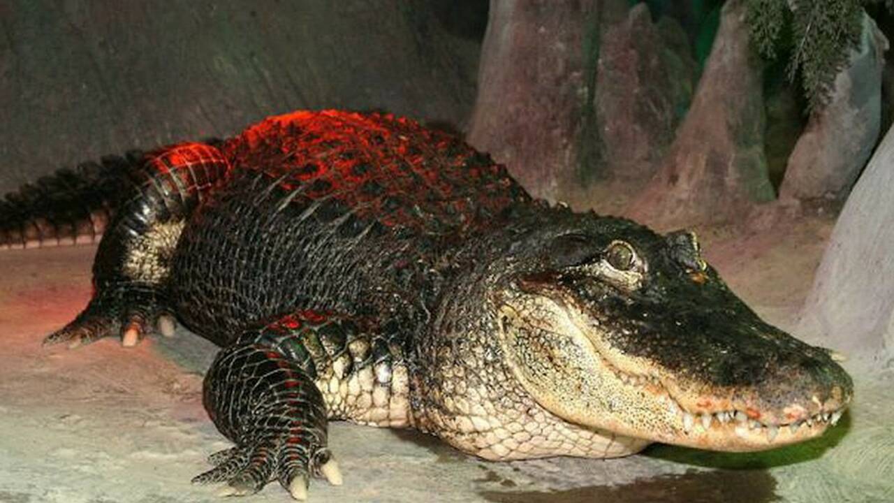 Saturne, l'alligator légendaire du zoo de Moscou est mort à l'âge de 84 ans