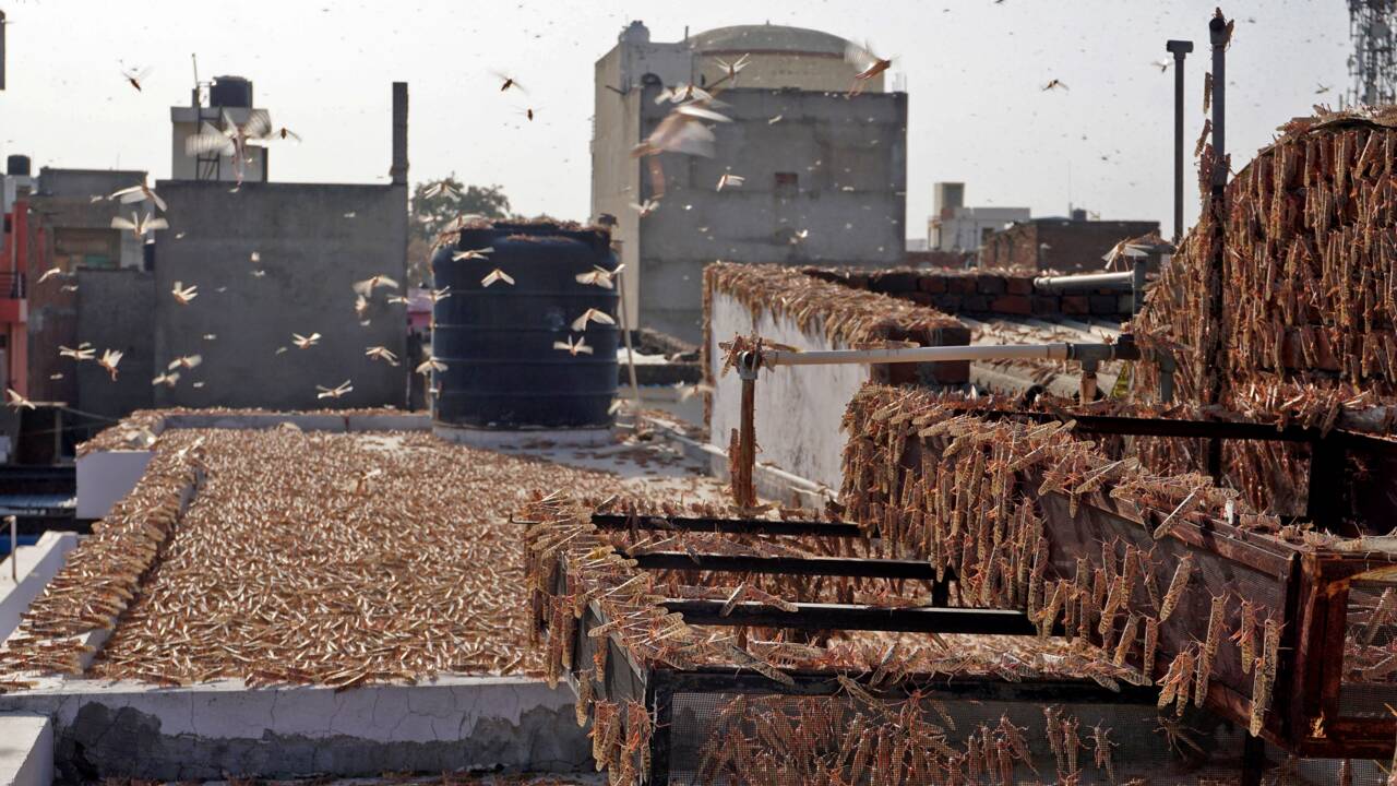 Pire invasion de criquets en Inde depuis 1993