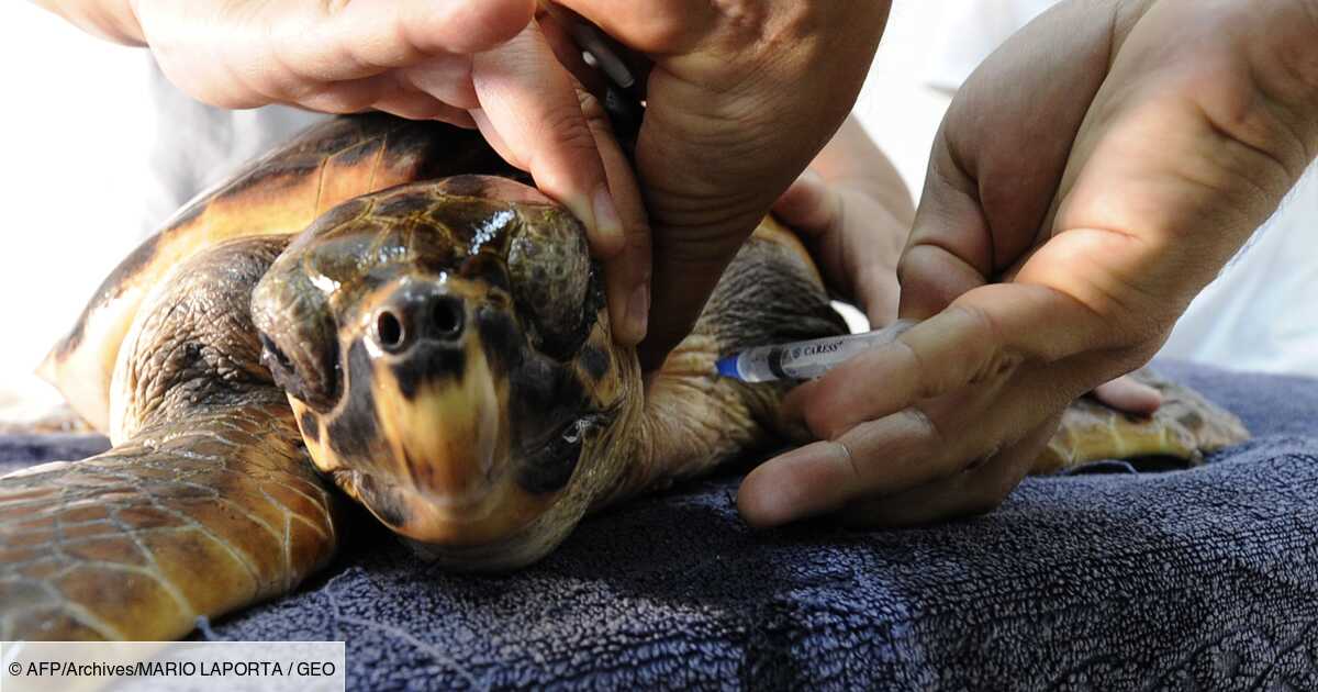 Une Tortue Marine Vient Pondre Ses Oeufs Sur La Plage Publique De Frejus Geo Fr