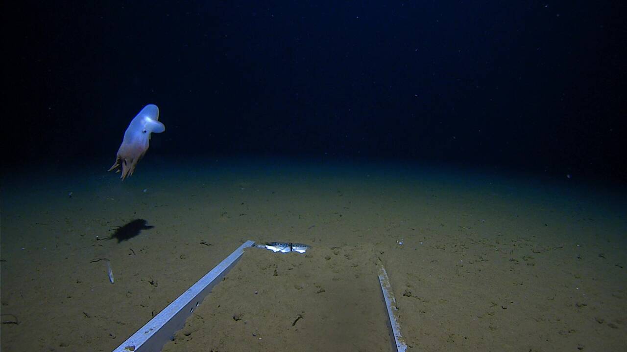 Un poulpe des abysses observé pour la première fois à près de 7000 mètres de profondeur
