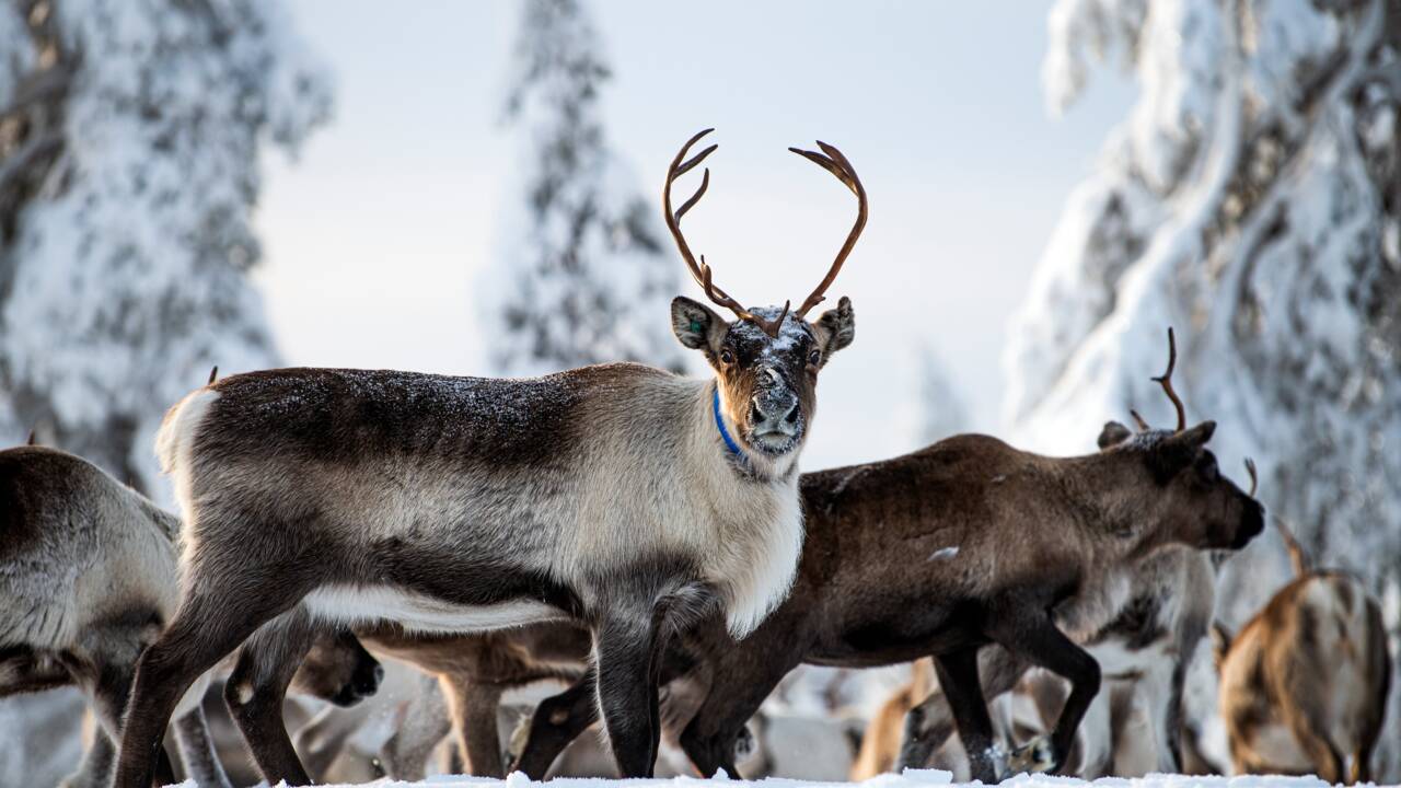 En Laponie, le péril du changement climatique pour les éleveurs de rennes