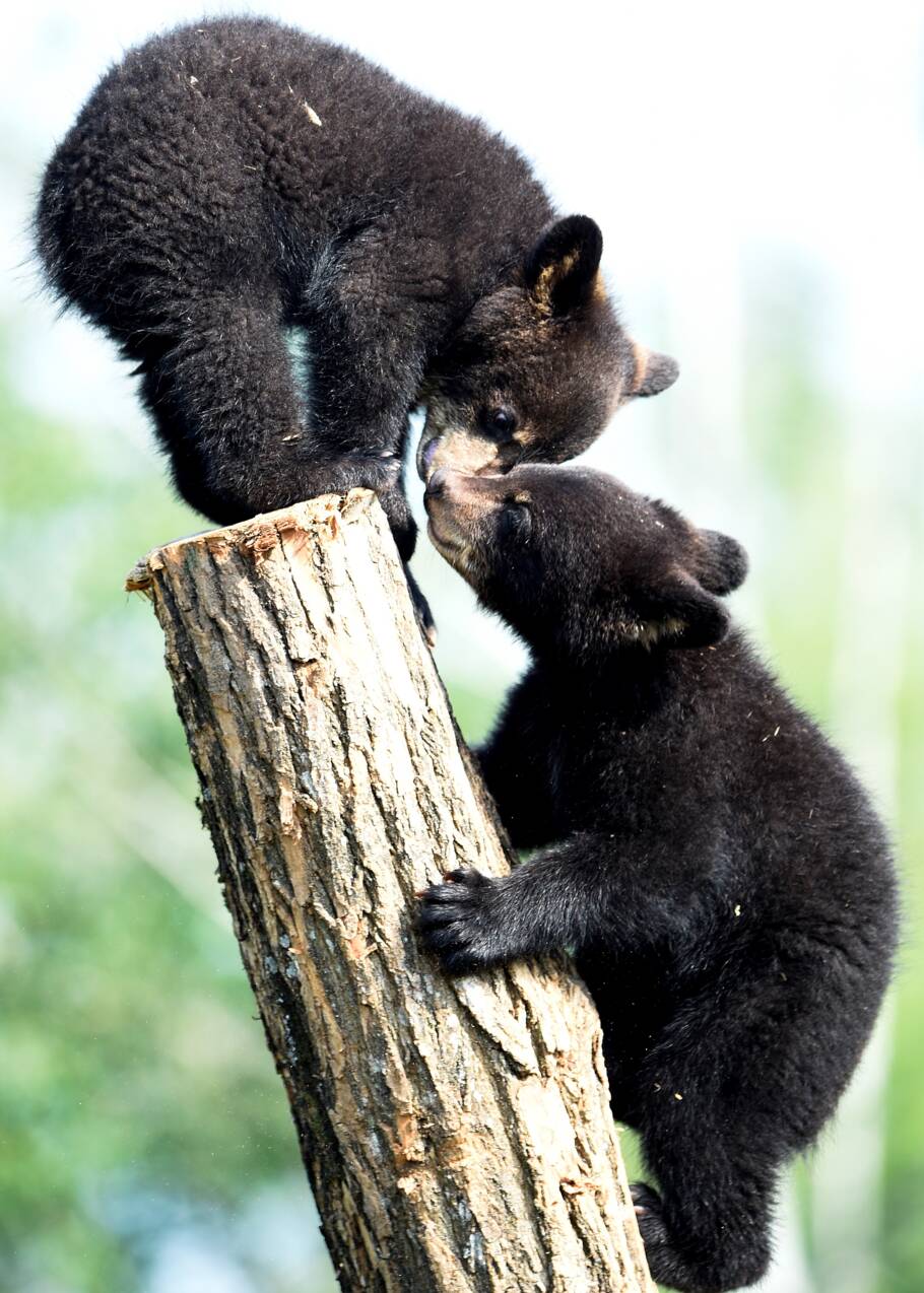 Moselle: première sortie en public pour deux oursonnes noires au parc Sainte-Croix