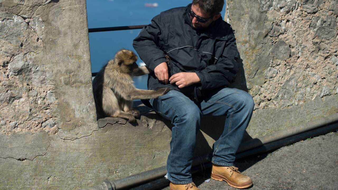 A Gibraltar, il sera interdit de toucher les macaques